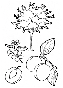 fruit coloring pages - page 44