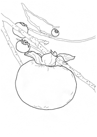 fruit coloring pages - page 55