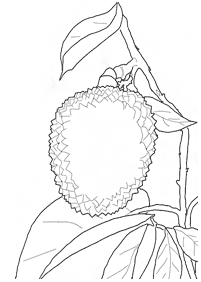 fruit coloring pages - page 85