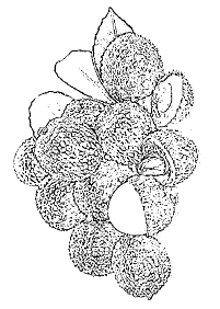 fruit coloring pages - page 88