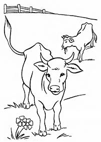 cow coloring pages - page 13