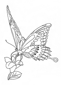 Páginas para colorear de mariposas - página 34