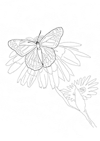 Páginas para colorear de mariposas - página 45