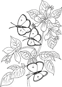 Páginas para colorear de mariposas - página 49