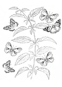 Páginas para colorear de mariposas - página 90