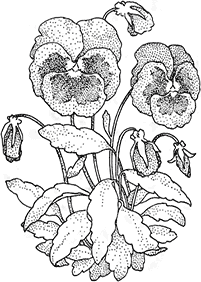 Páginas de flores para colorear– Página 70