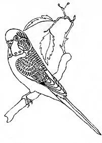 Ptasie kolorowanki – strona 107