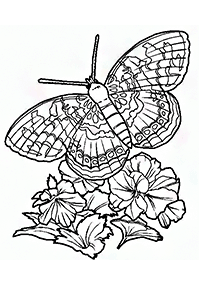 desenho de mandala de página para colorir borboleta. design de impressão.  projeto de camiseta. 13345543 Vetor no Vecteezy