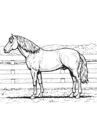 Desenhos de cavalos para colorir – Página de colorir 36