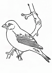 Desenhos de pássaros para colorir – Página de colorir 34