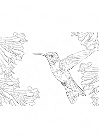 Desenhos de pássaros para colorir – Página de colorir 45
