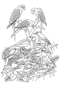 Desenhos de pássaros para colorir – Página de colorir 48