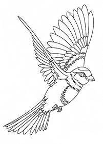 Desenhos de pássaros para colorir – Página de colorir 55