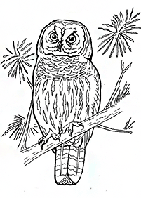Desenhos de pássaros para colorir – Página de colorir 64