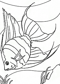 Desenhos de peixes para colorir – Página de colorir 42