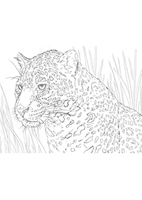 Desenhos de tigres para colorir – Página de colorir 41