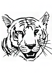 Desenhos de tigres para colorir – Página de colorir 44