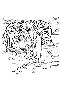 Desenhos de tigres para colorir – Página de colorir 46