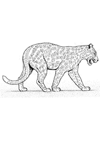 Desenhos de tigres para colorir – Página de colorir 49