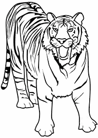 Desenhos de tigres para colorir – Página de colorir 62