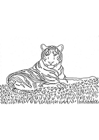 Desenhos de tigres para colorir – Página de colorir 63