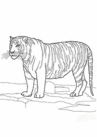 Desenhos de tigres para colorir – Página de colorir 67