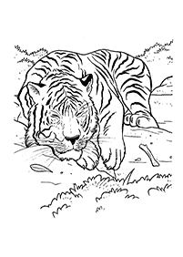 Desenhos de tigres para colorir – Página de colorir 71