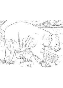 Desenhos de ursos para colorir – Página de colorir 77