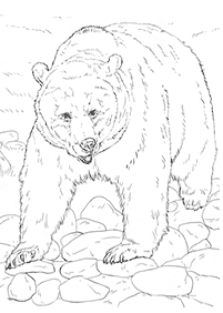 Desenhos de ursos para colorir – Página de colorir 81