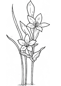 Desenhos de flores para colorir - Página de colorir 50