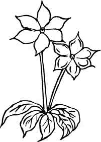 Desenhos de flores para colorir - Página de colorir 73