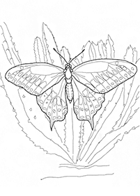 Раскраски с бабочками – страница 13