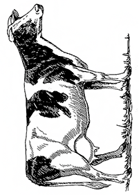 Страницы с раскрасками коров – страница 28